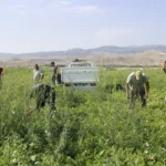 Aromasini karacadagin verimli topraklarindan aliyor tarlada 8 lira pazarda iki kati jwI1BhLI